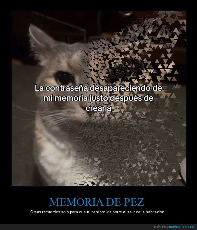 olvido,memoria,contrase&ntilde;a,gato,desaparici&oacute;n