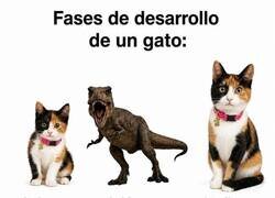 Enlace a Meses 4 al 12: adoptaste un dinosaurio con factura de gato