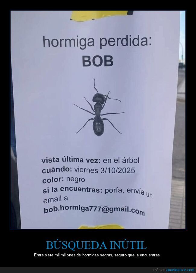 hormiga,cartel,desaparecido,&aacute;rbol,email