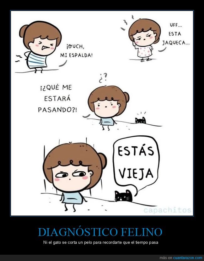 vejez,achaques,gato,espalda,envejecer