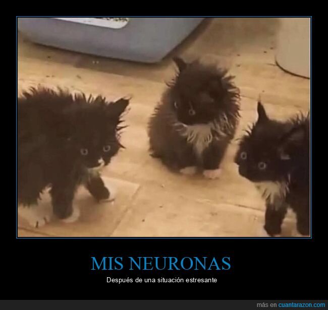 gatos,despeinados,neuronas