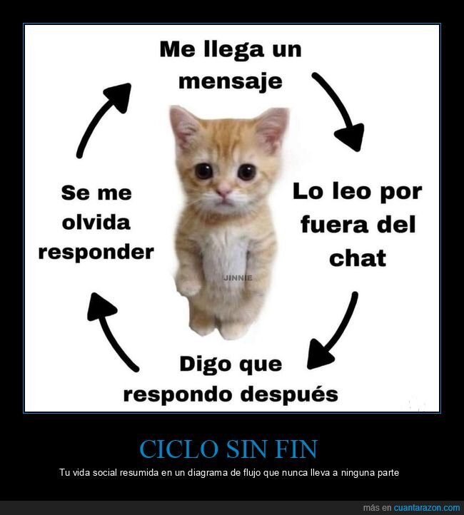 mensajes,responder,procrastinaci&oacute;n,chat,gato