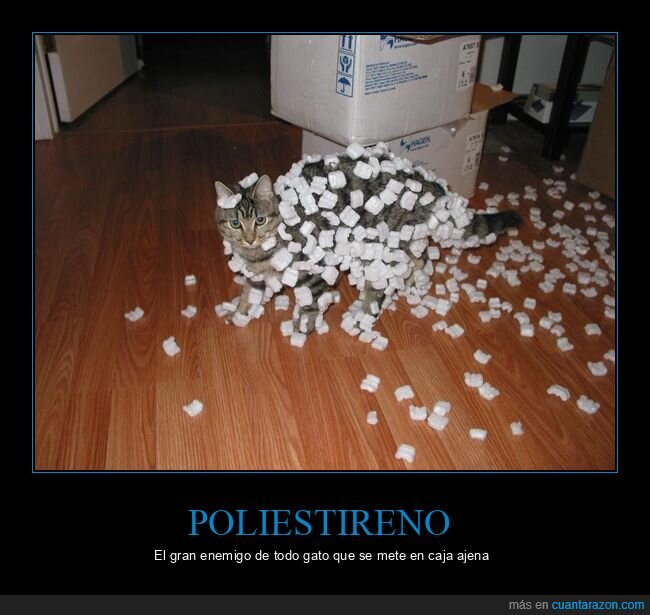 gato,poliestireno,mudanza,desastre,electricidad