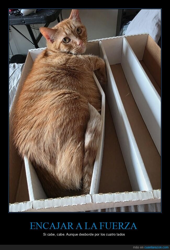 gato,caja,naranja,michelines,siesta