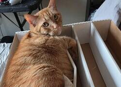 Enlace a  Gato gordo en la caja