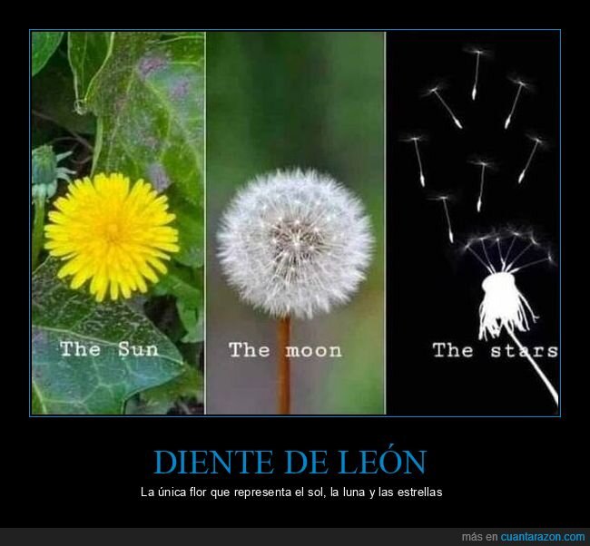 diente de le&oacute;n,naturaleza,flor,ciclo,met&aacute;fora