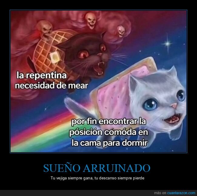 gato,dormir,orinar,insomnio,cama