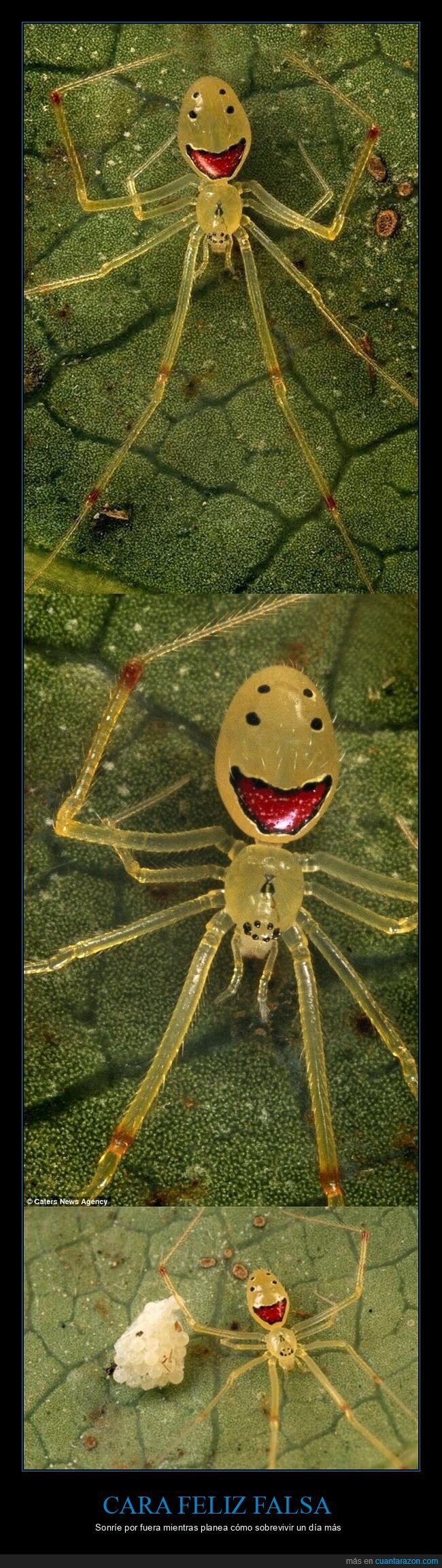 ara&ntilde;a,camuflaje,supervivencia,naturaleza,depredadores