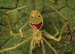 Enlace a La araña hawaiana con forma de cara sonriente (Theridion grallator) es conocida por su peculiar diseño en el abdomen, que, según los científicos, evolucionó como un mecanismo de defensa para sorprender y confundir a los depredadores hambrientos