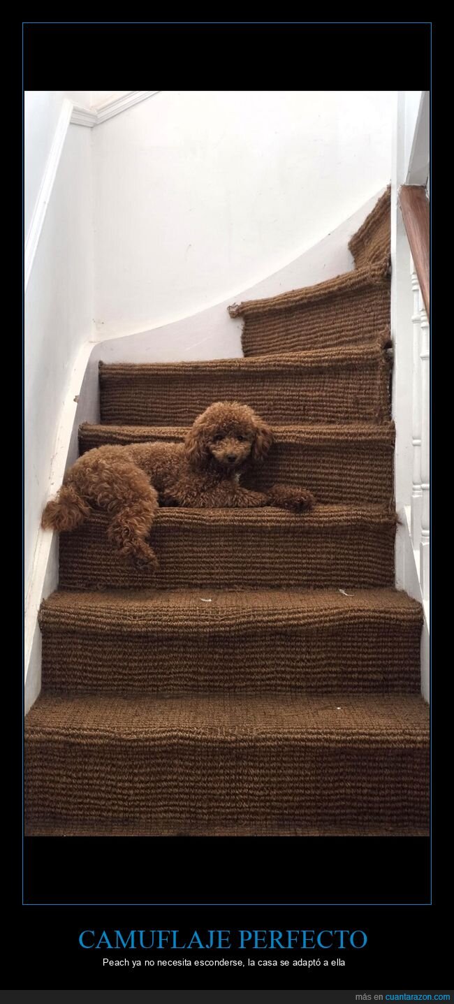 perro,escalera,camuflaje,caniche,alfombra