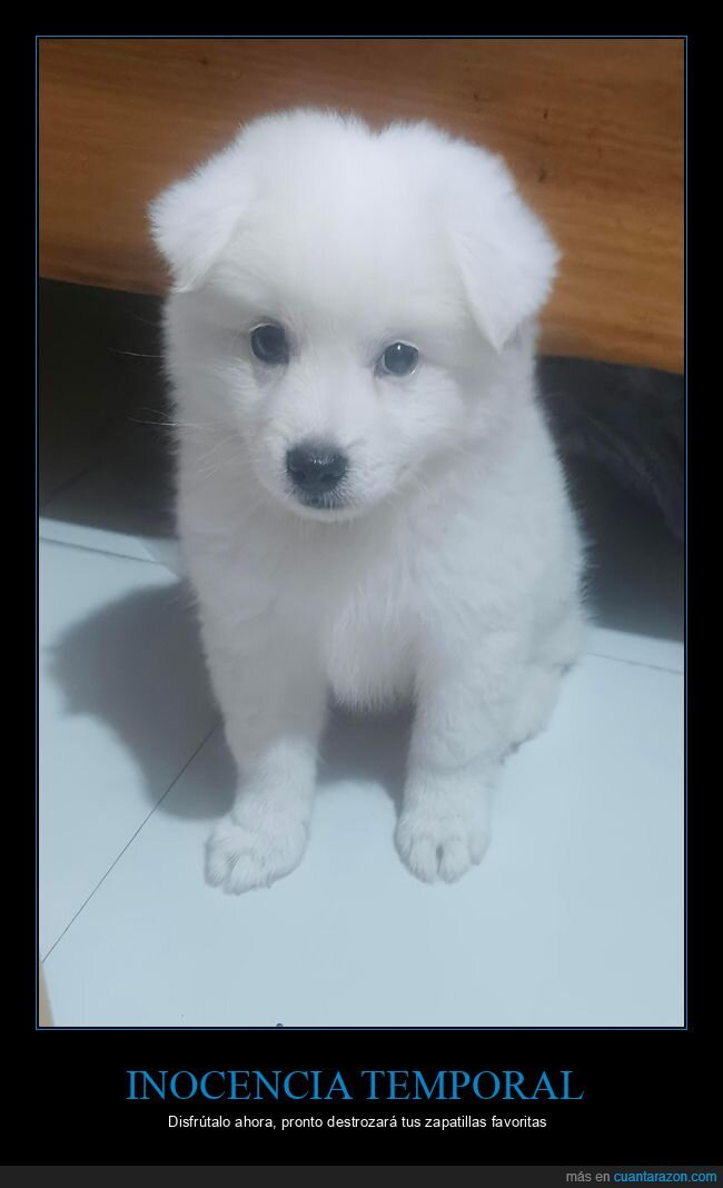 cachorro,perro,esponjoso,mirada,travesura