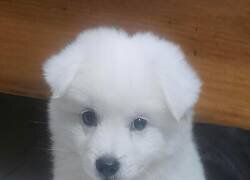 Enlace a  Un pequeño cachorro blanco y esponjoso que mira a la cámara