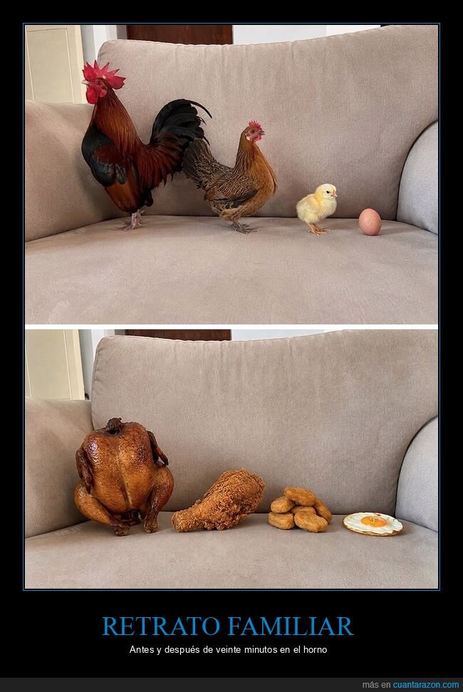 pollo,gallina,familia,horno,destino