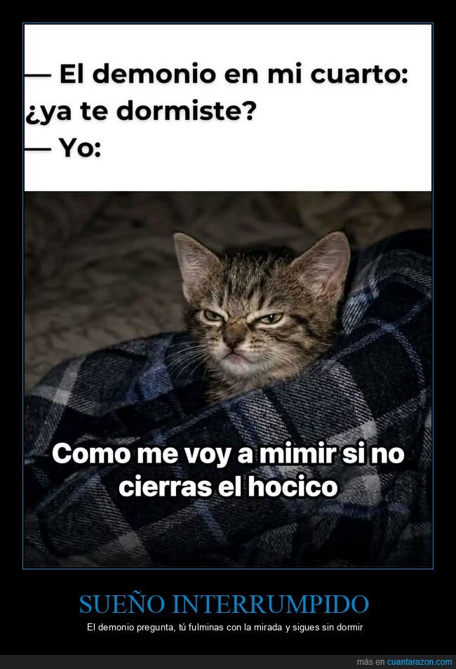 gato,insomnio,demonio,noche,hocico