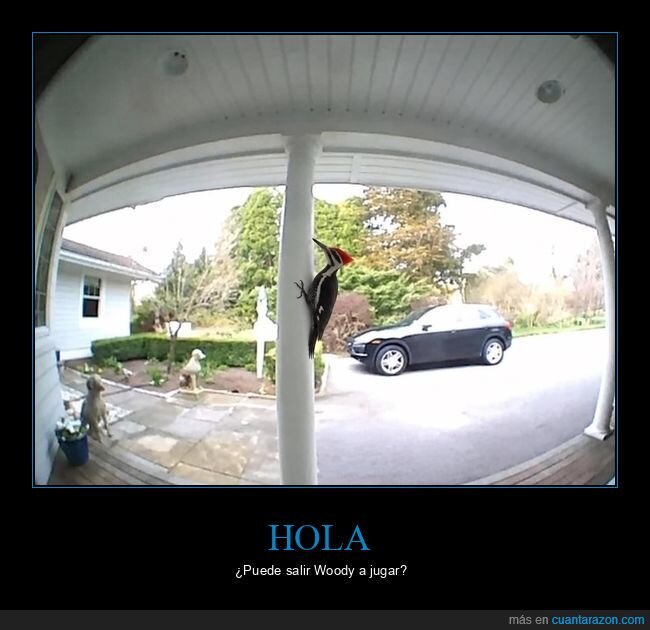 p&aacute;jaro,carpintero,porche,timbre,vecindario