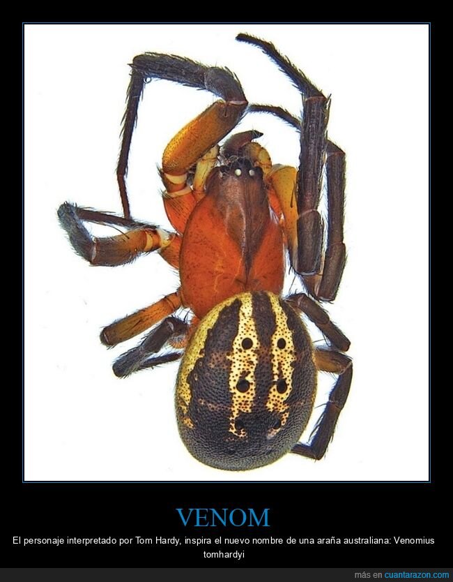ara&ntilde;a,venom,Venomius