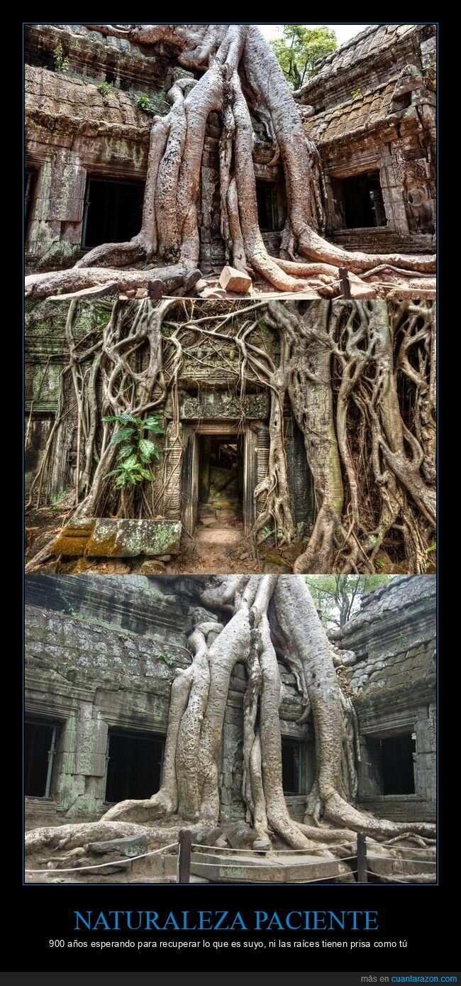 templo,Camboya,ra&iacute;ces,naturaleza,ruinas
