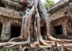 Enlace a Este templo de Camboya, con una antigüedad de 900 años, está siendo lentamente engullido por las enormes raíces de los árboles