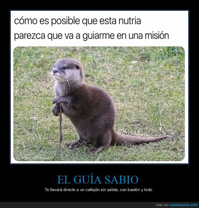 nutria,aventura,sabidur&iacute;a,naturaleza,bast&oacute;n