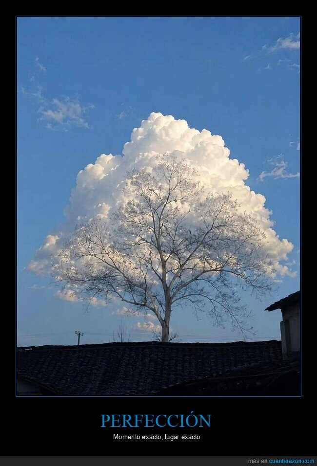 nube,&aacute;rbol,cielo,naturaleza,casualidad