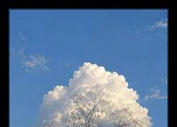 Enlace a Esto sí que es una nube en forma de árbol