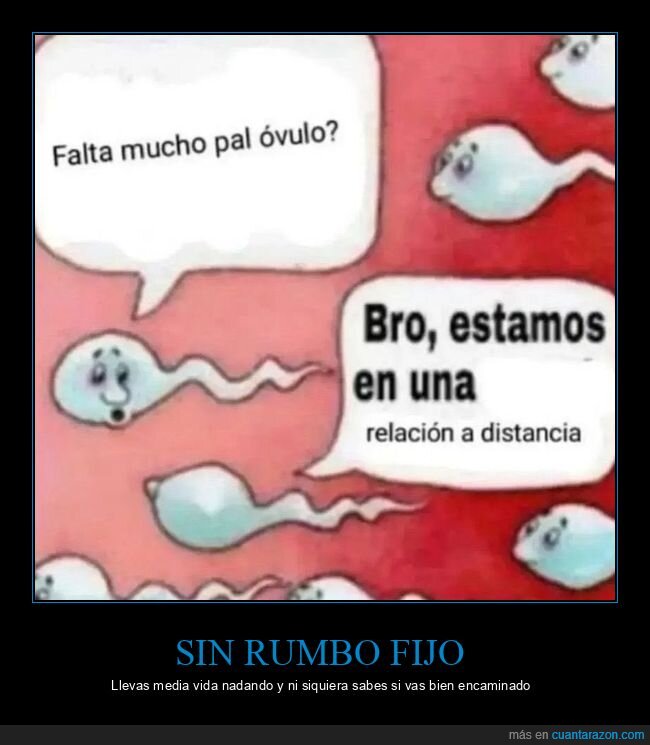 espermatozoides,ovulo,relacion,distancia,fecundacion