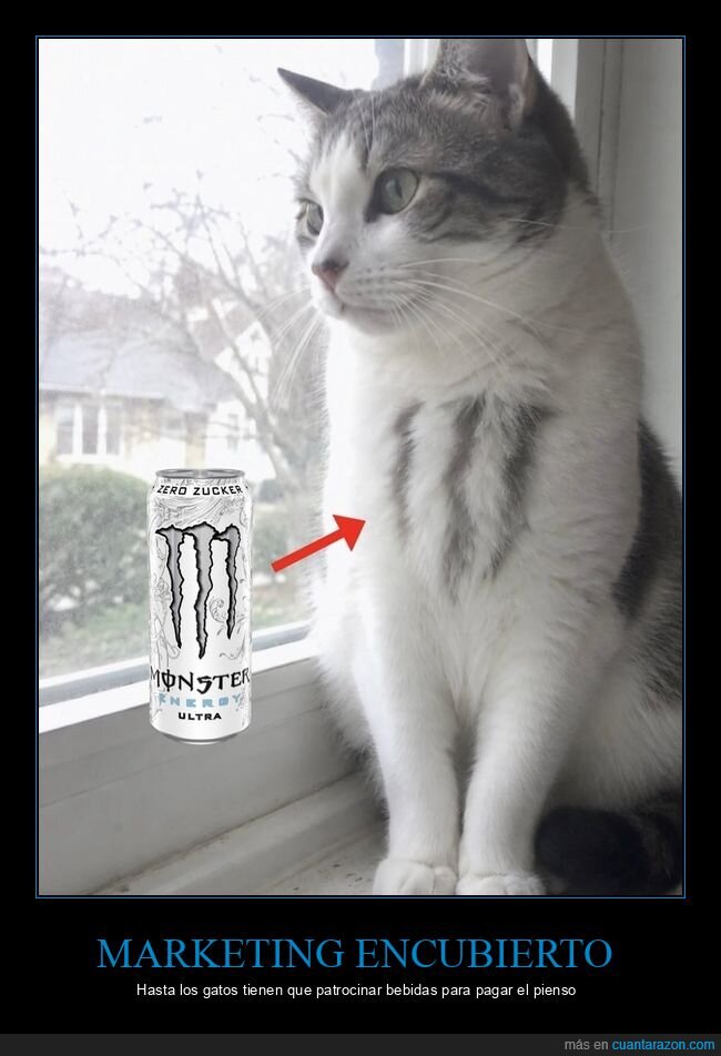 gato,monster,energ&eacute;tico,coincidencia,publicidad