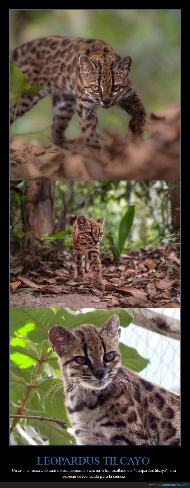 gato,especie,descubrimiento,ciencia,naturaleza