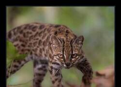 Enlace a Se descubre una nueva especie de felino después de 100 años.