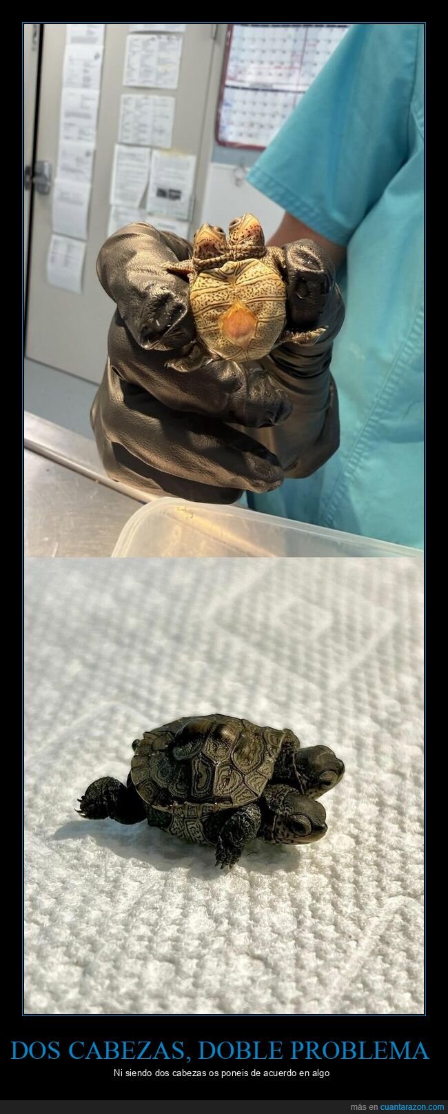tortuga,mutaci&oacute;n,naturaleza,Massachusetts,biolog&iacute;a
