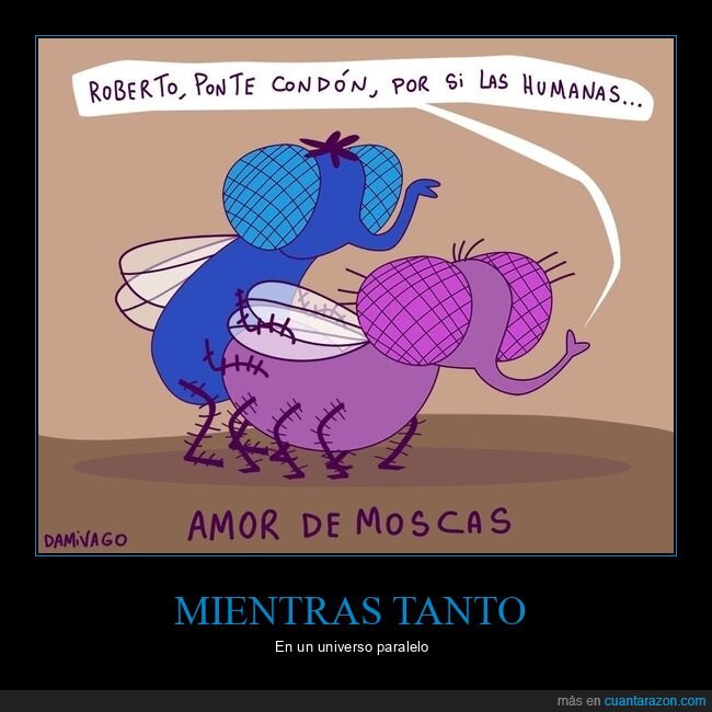 moscas,cond&oacute;n,amor,reproducci&oacute;n,Roberto