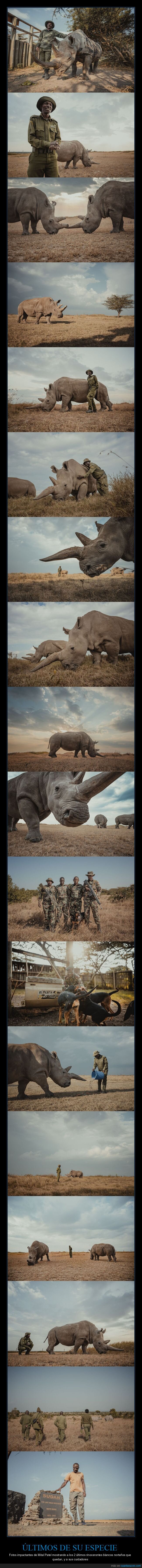 rinoceronte,extincion,conservacion,naturaleza,cuidadores