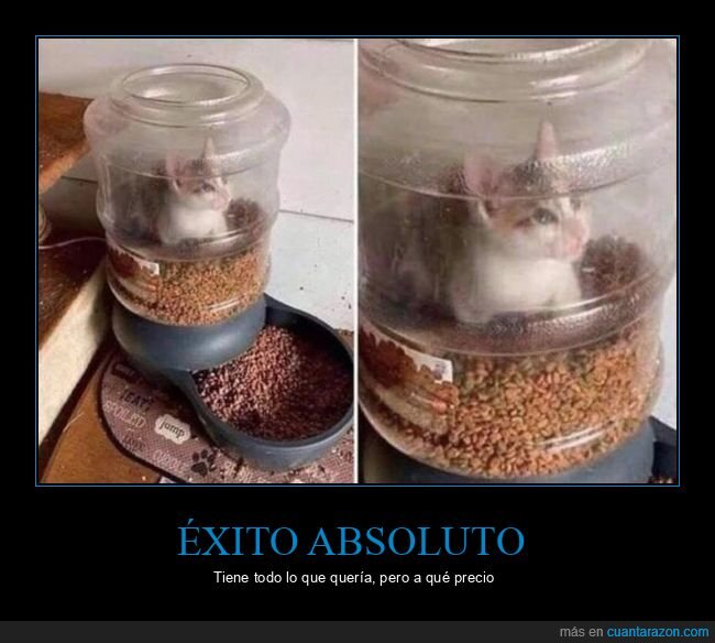 gato,comida,atrapado,dispensador,mascota