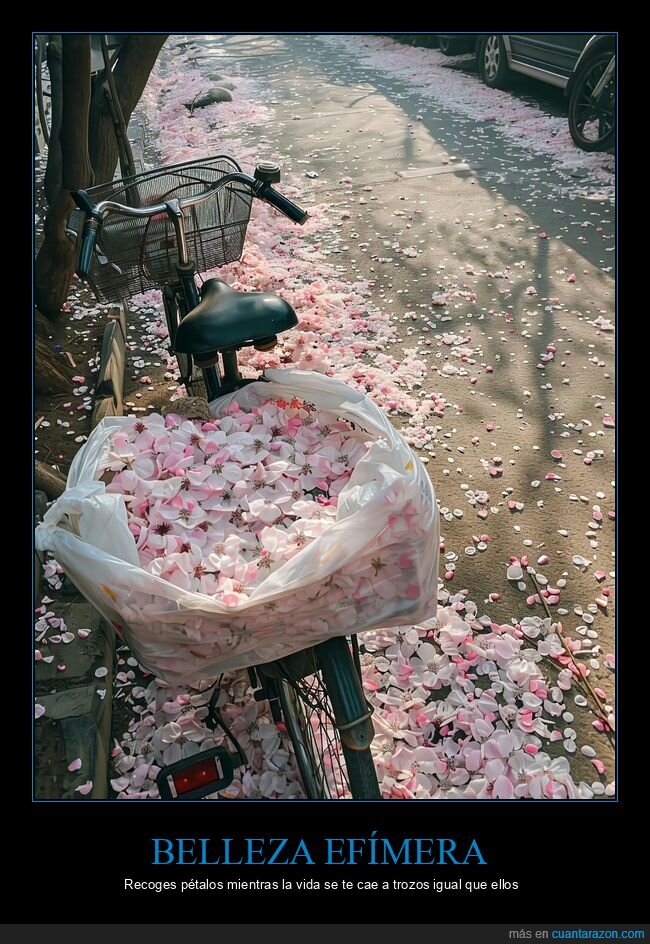 bicicleta,flores,primavera,p&eacute;talos,calle