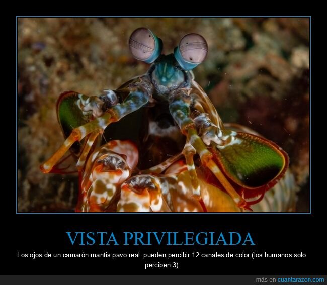 gamba,vista,ojos