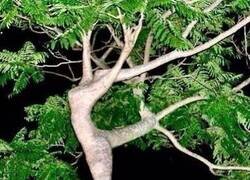 Enlace a El único árbol que ha hecho ballet sin salir del bosque