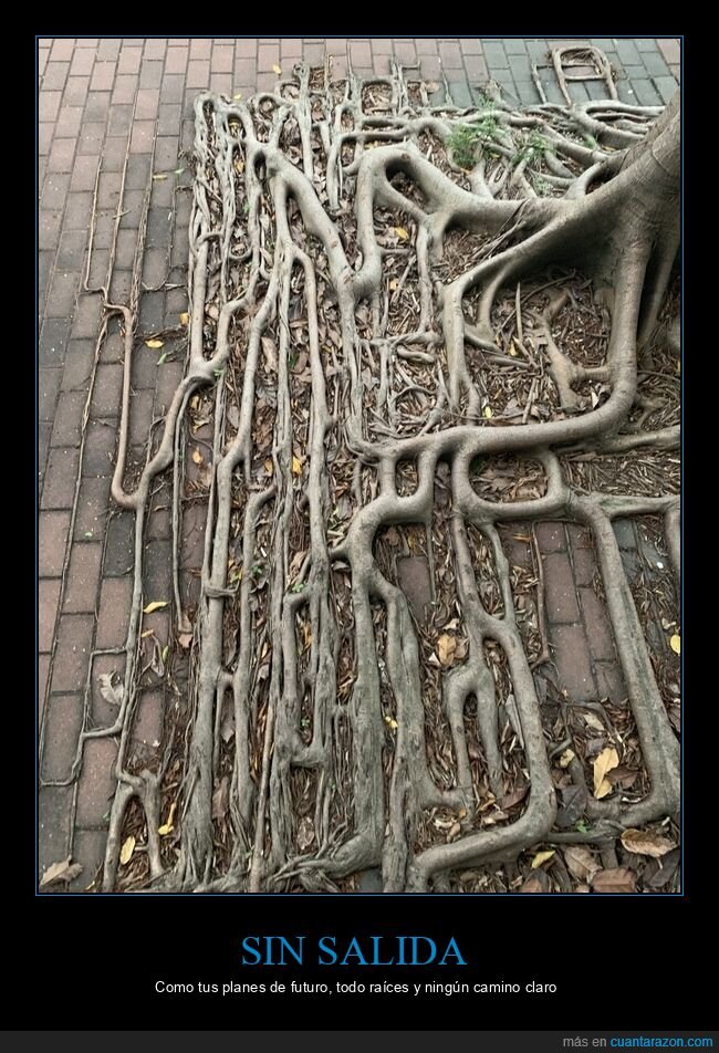 ra&iacute;ces,&aacute;rbol,naturaleza,asfalto,crecimiento