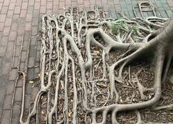 Enlace a Cuando el árbol tiene más raíces que tú excusas para no currar