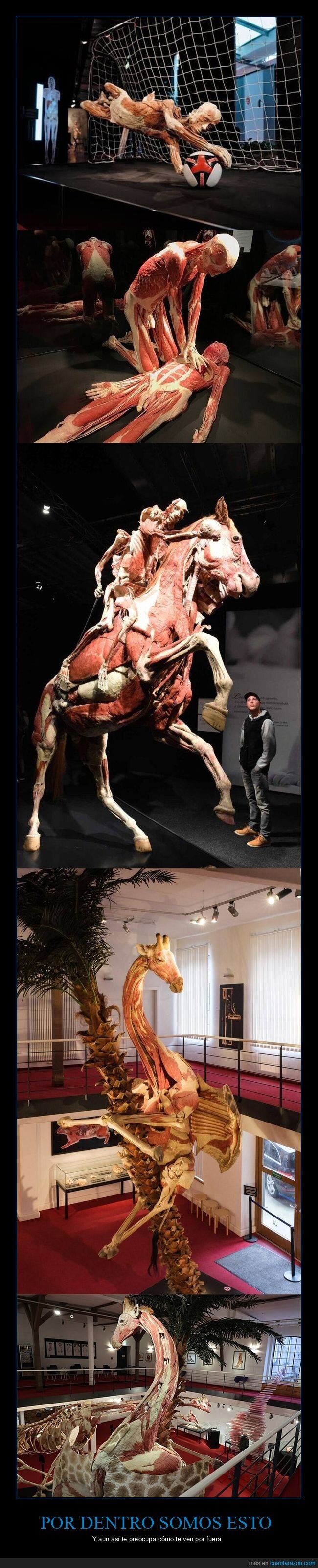 plastinaci&oacute;n,anatom&iacute;a,cuerpo,exhibici&oacute;n,ciencia