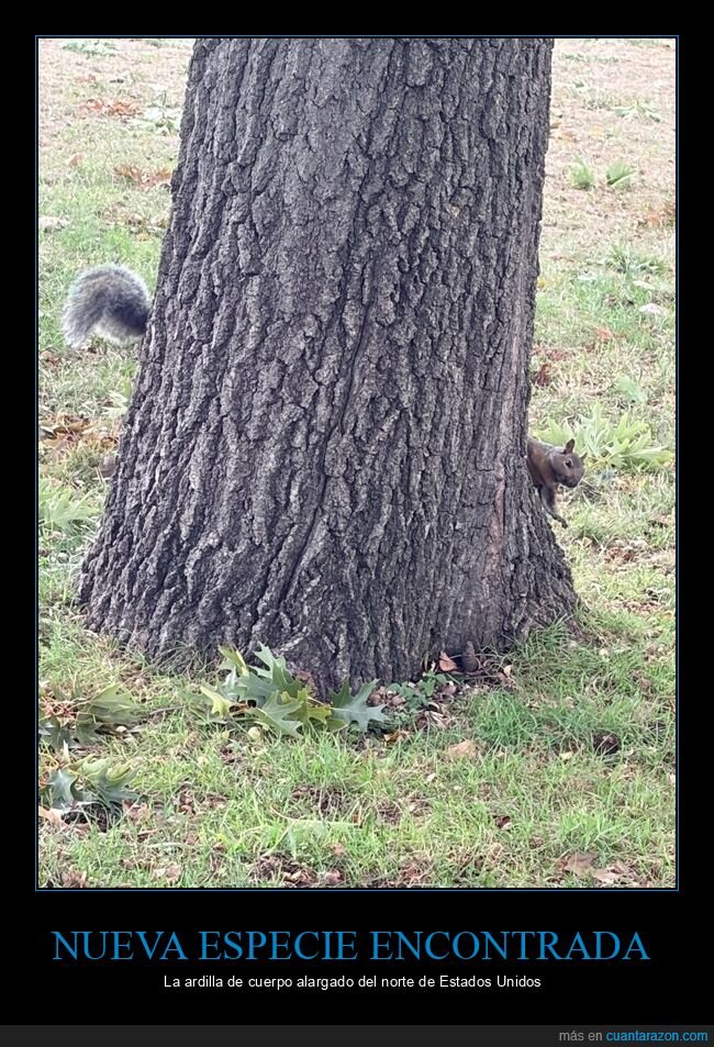 ardilla,&aacute;rbol,escondite,naturaleza,parque