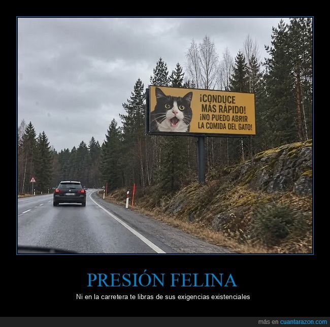 gato,carretera,valla,publicidad,hambre