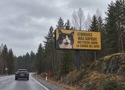 Enlace a Cuando el gato tiene más poder de convicción que la DGT