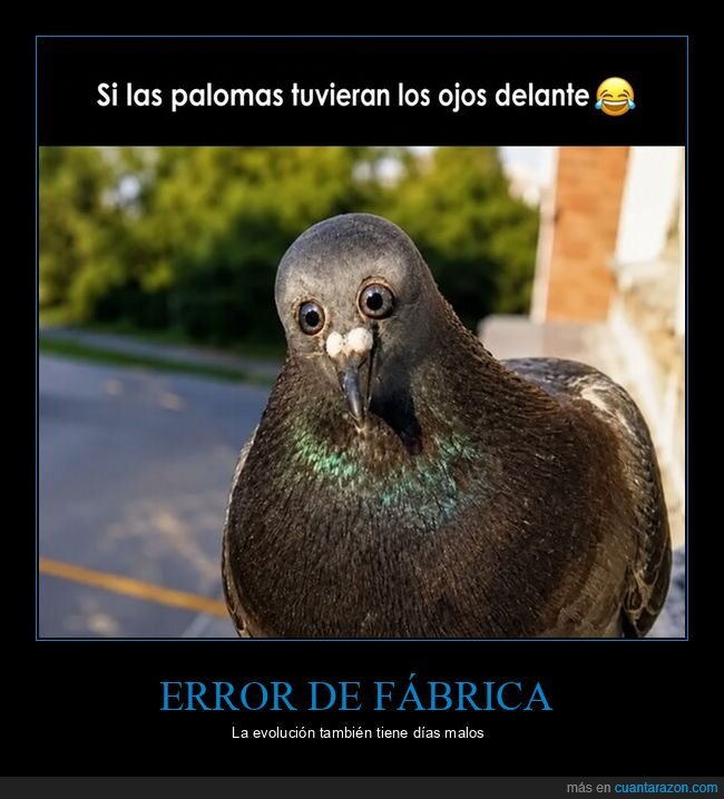 paloma,ojos,evoluci&oacute;n,fauna,urbano