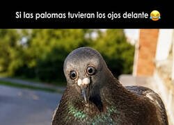 Enlace a Cuando el diseñador de palomas trabajaba en modo beta