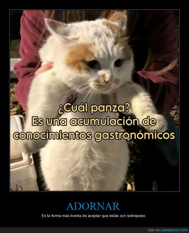 gato,gordura,gastronom&iacute;a,michelines,panza
