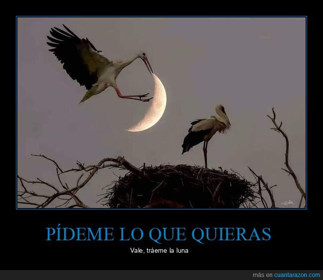 cig&uuml;e&ntilde;as,luna,nido,pareja,regalo