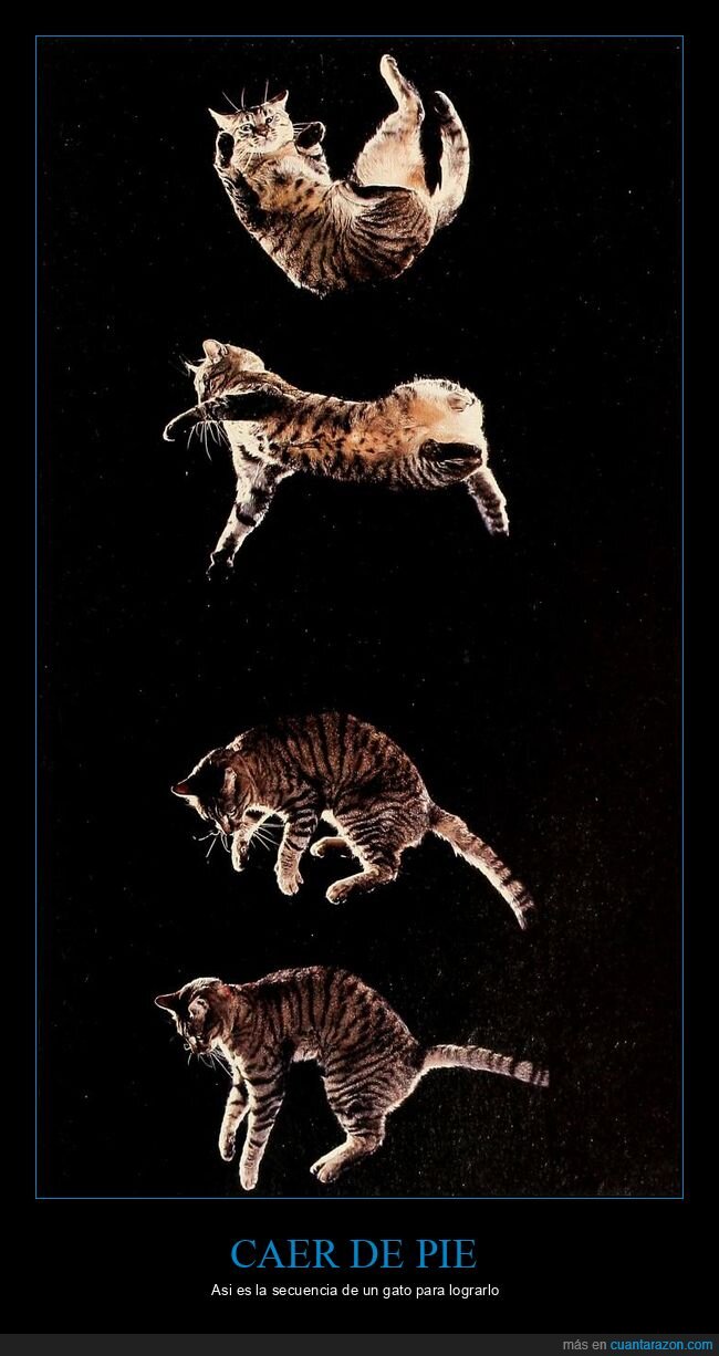 gato,ca&iacute;da,de pie,fotogramas