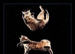 Enlace a Un gato reorientándose en el aire durante una caída, capturado fotograma a fotograma