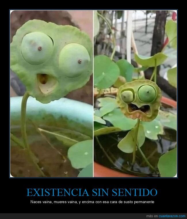 planta,loto,semillas,naturaleza,expresion