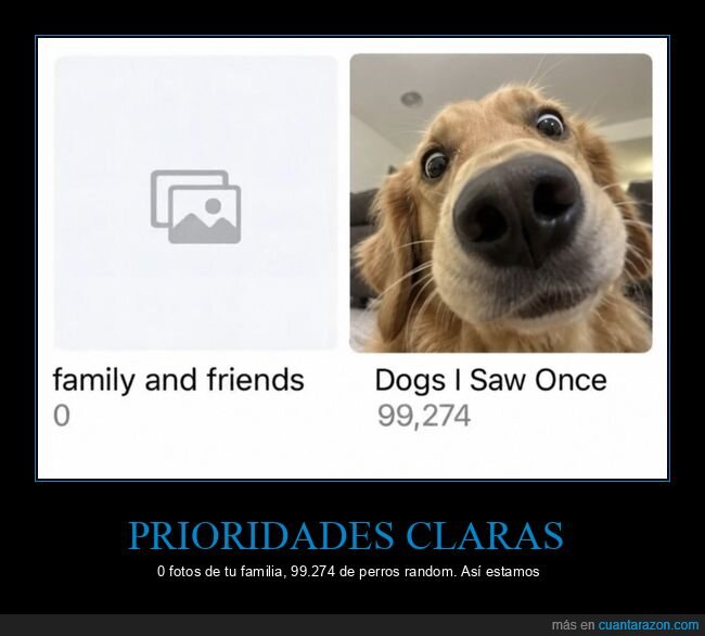 perros,fotos,galer&iacute;a,prioridades,mascotas